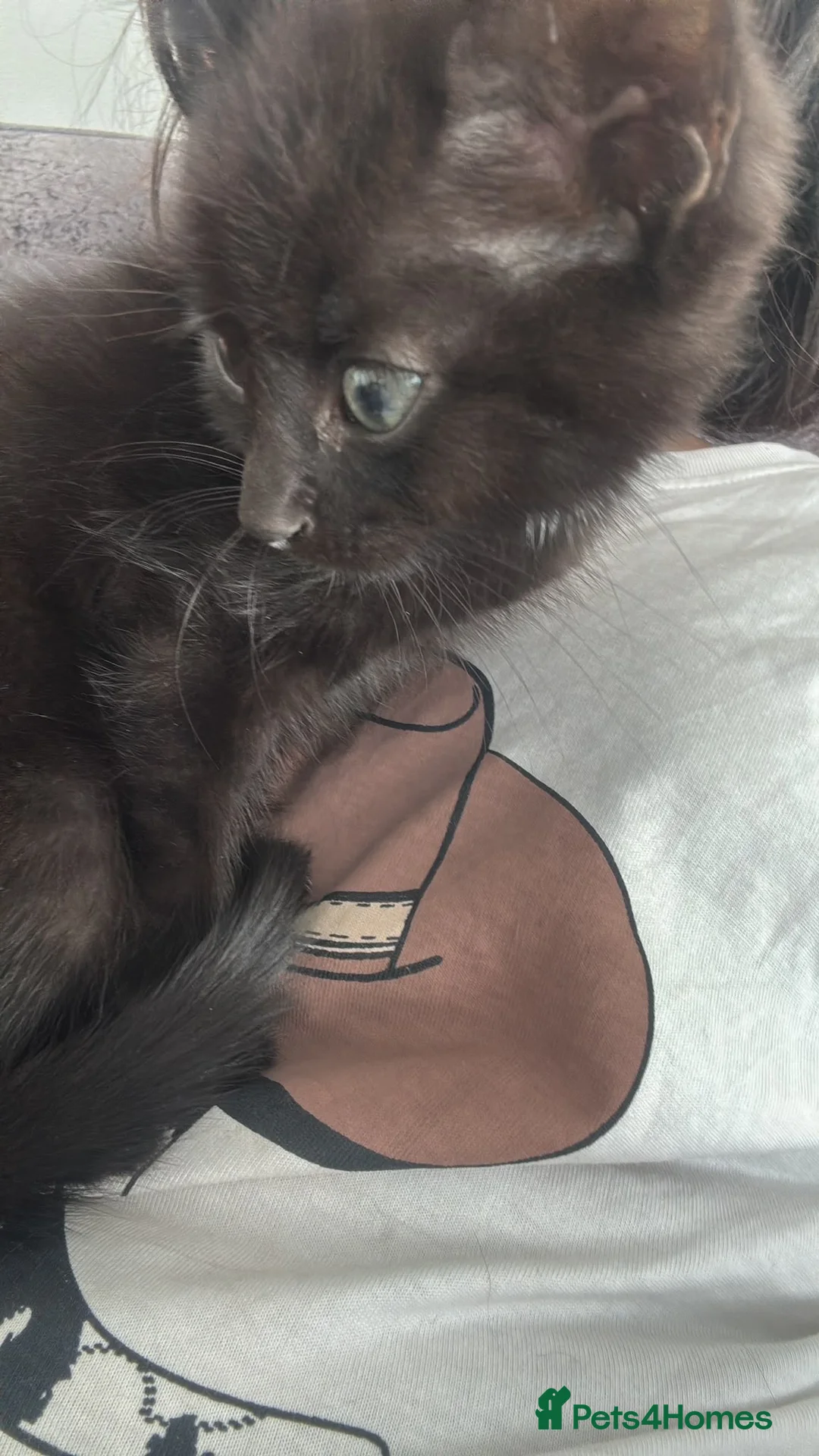 Mixed Breed cats for sale: 8 week old black male kitten  - Advert 1