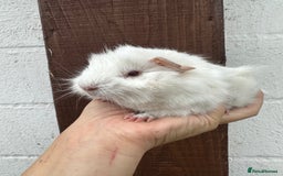Guinea Pig rodents for sale: 3 Gorgeous Female Guinea pigs for sale  - Image 3