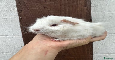Guinea Pig rodents - Advert 5