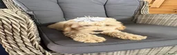 Cockapoo dogs for sale: 5 beautiful cockapoos  in Leighton Buzzard - Advert 4
