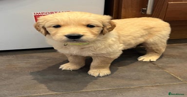 Golden Retriever dogs - Advert 6