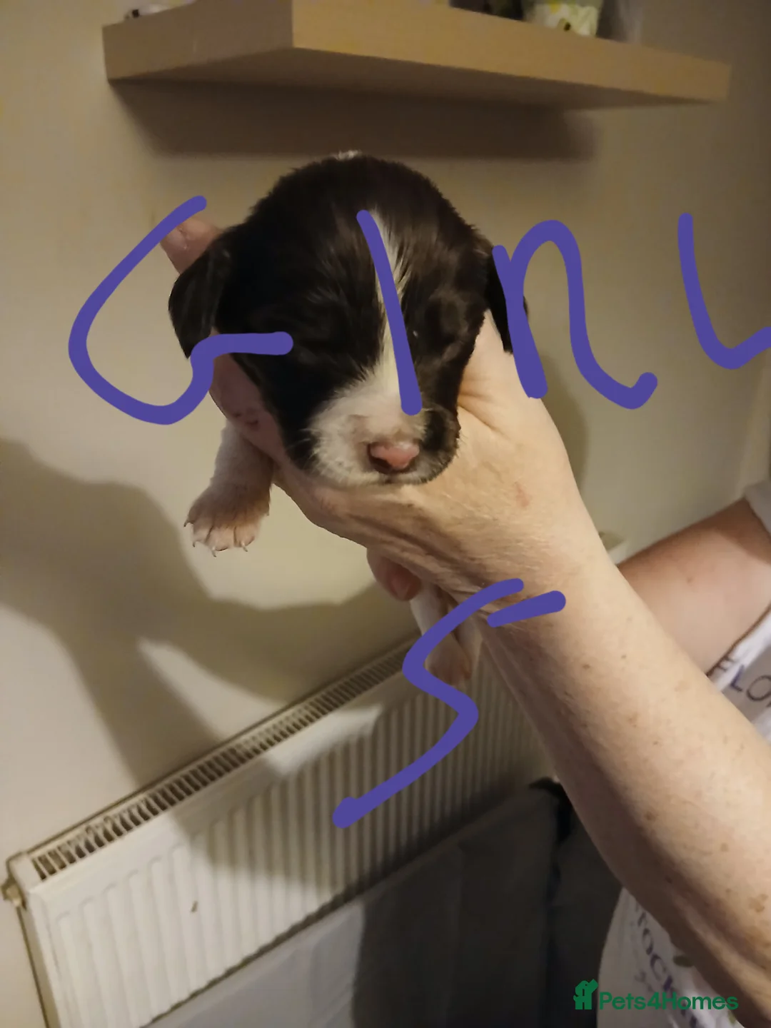 English Springer Spaniel dogs for sale: Springer spaniel  - Advert 4