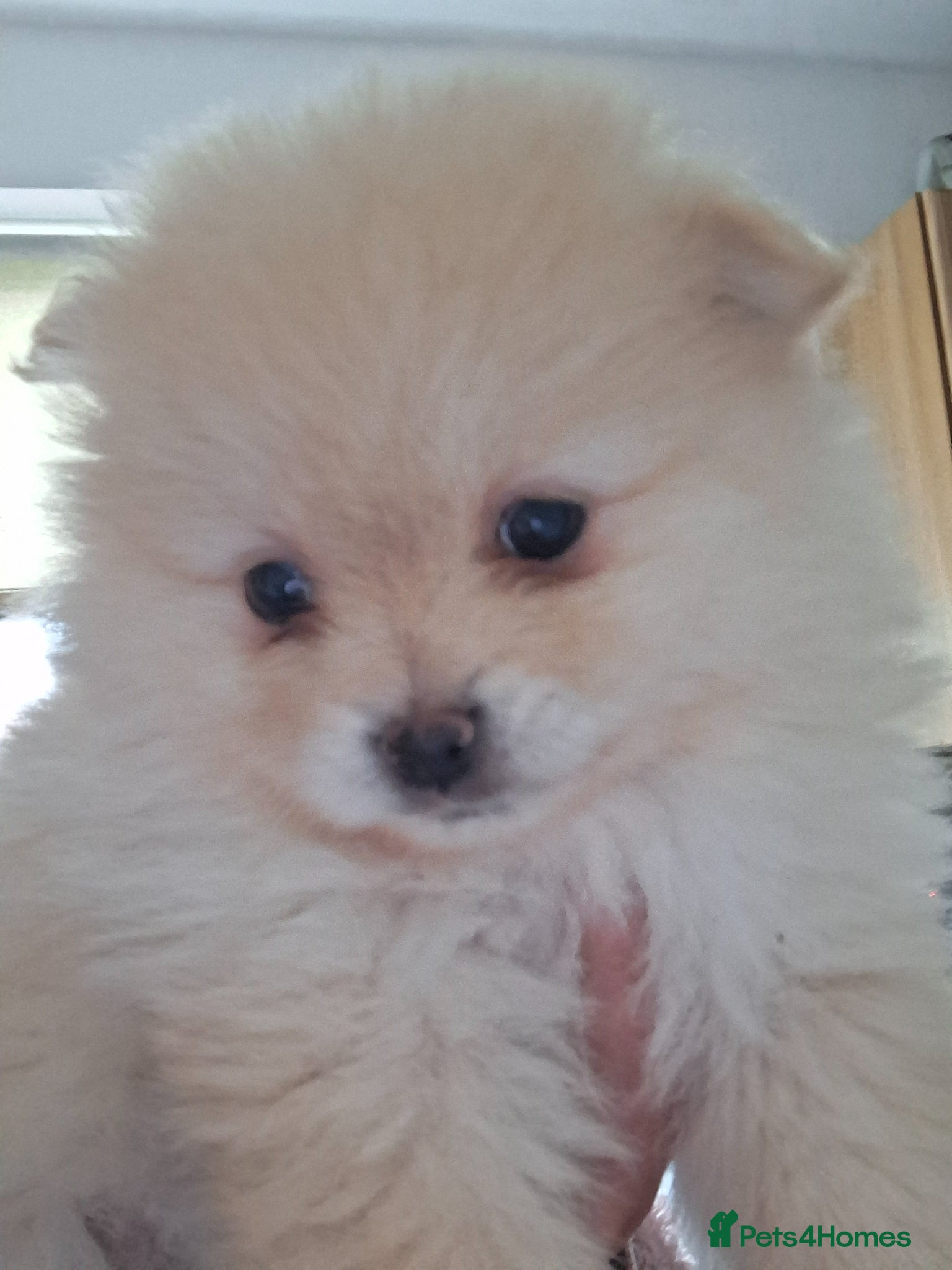 Pomeranian dogs 5 Beautiful pomeranian puppies - Advert 12