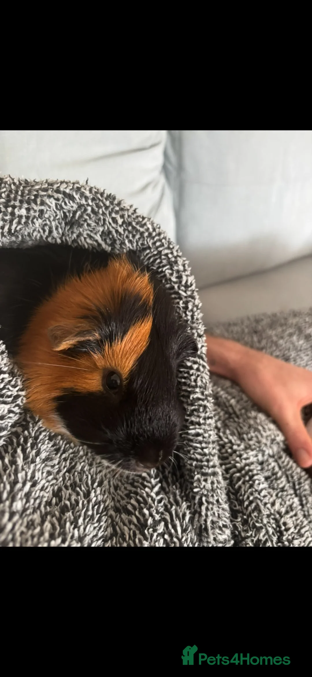 Mini Lion Lop rabbits for sale: Rabbit & Guinea Pigs in Bristol - Advert 2