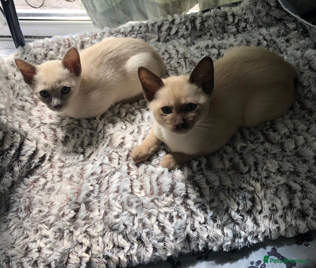 Tonkinese cats for sale: Pedigree registered Tonkinese kittens - Image 7