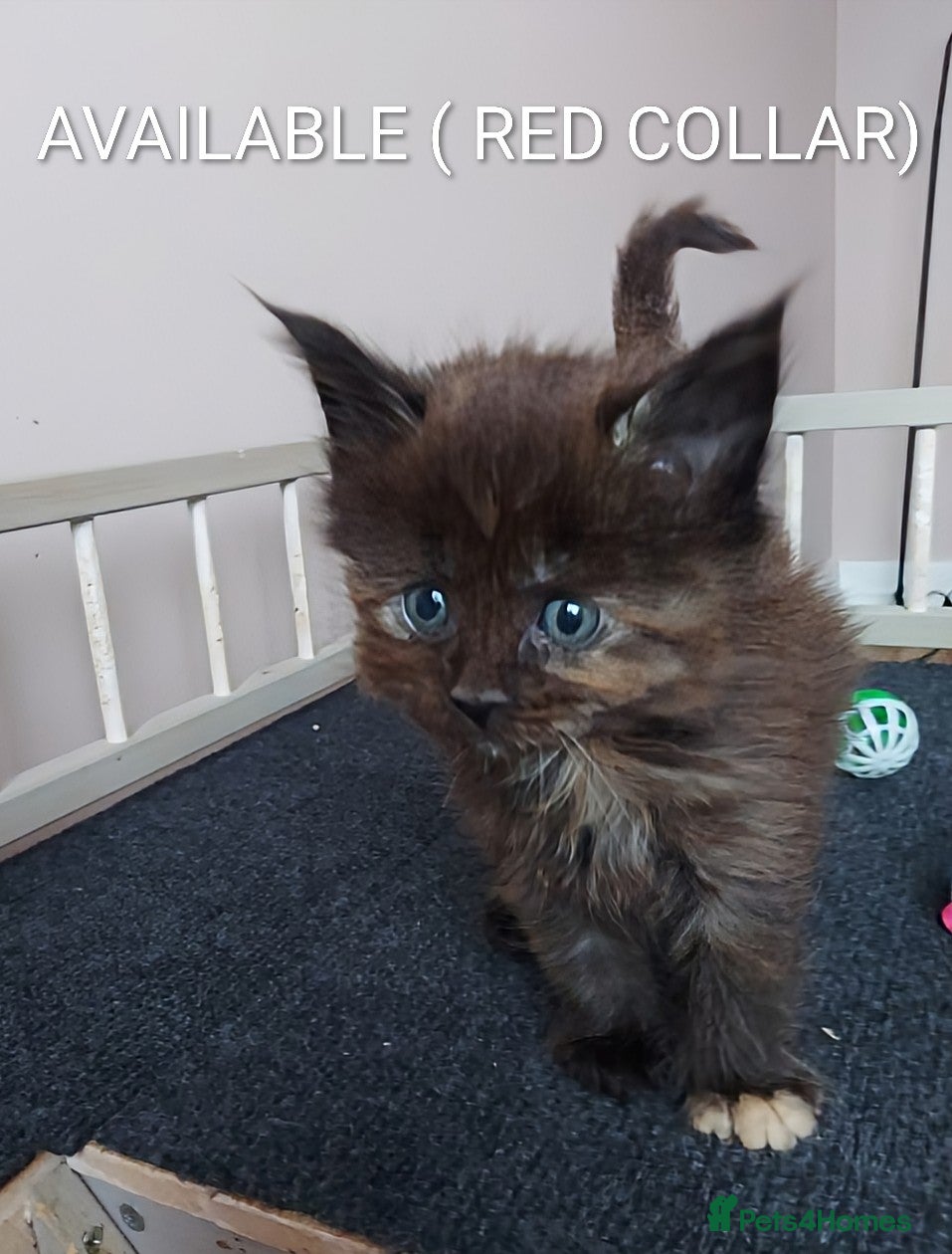 Maine Coon cats GREAT QUALITY MAINE COON KITTENS/DNA/GCCF  - Advert 15