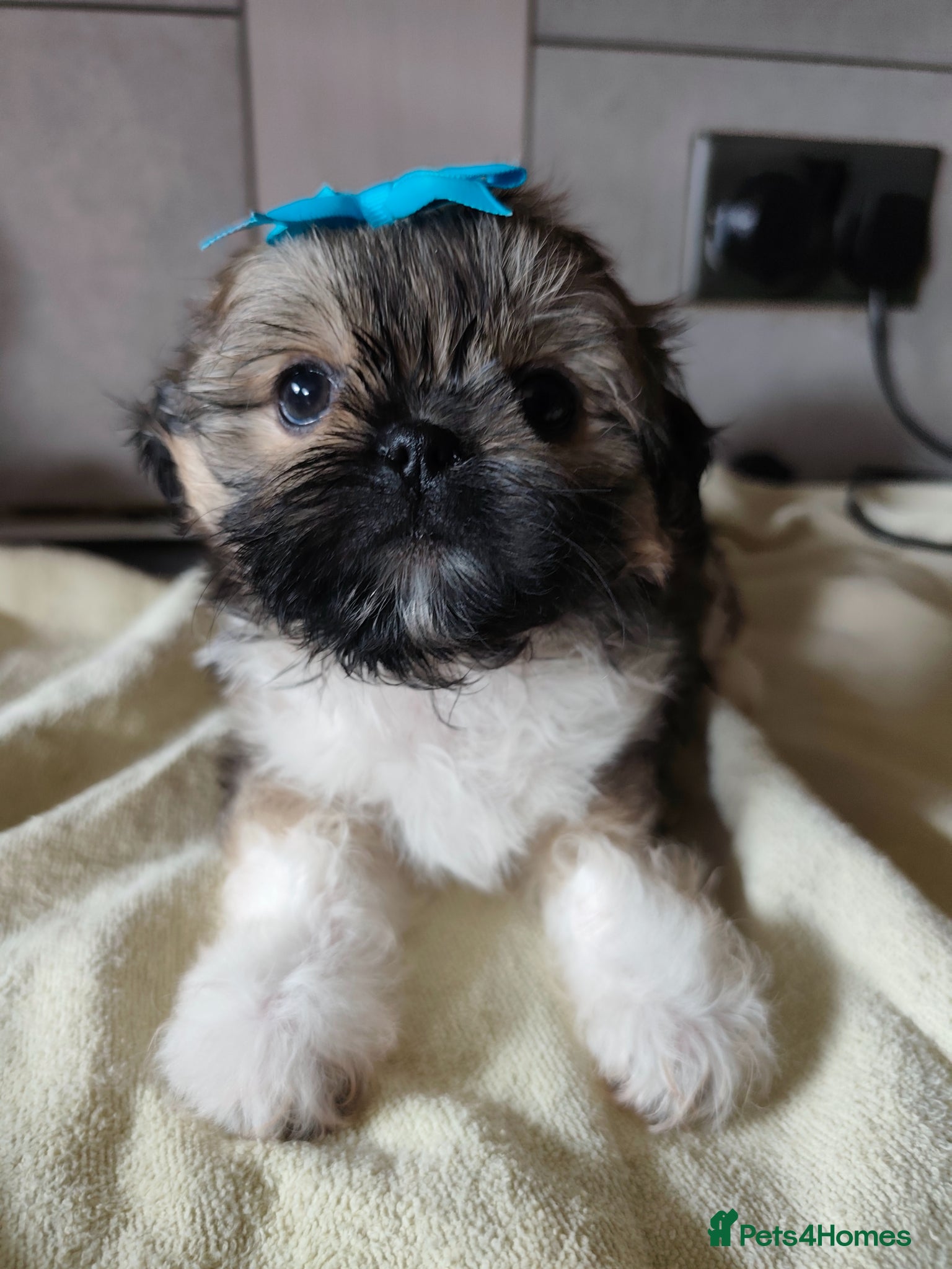 Shih Tzu dogs  Ready Now !!! Shih tzu puppies  - Advert 2