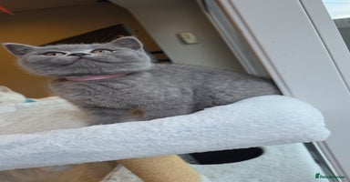 British Shorthair cats - Advert 7