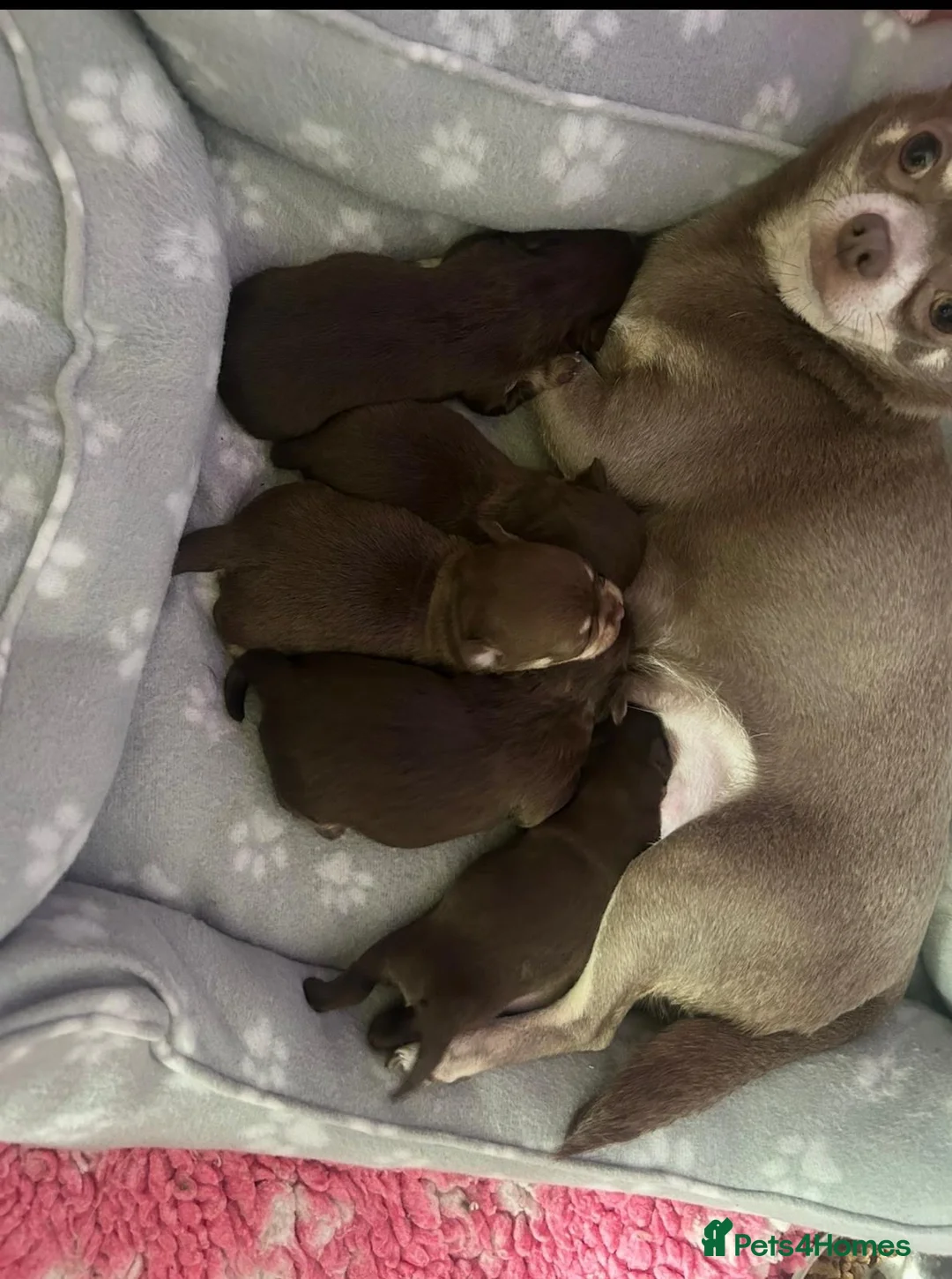 Chihuahua dogs for sale: OUTSTANDING QUALITY KC REG CHIHUAHUA PUPPIES 🐶🤎 - Advert 13