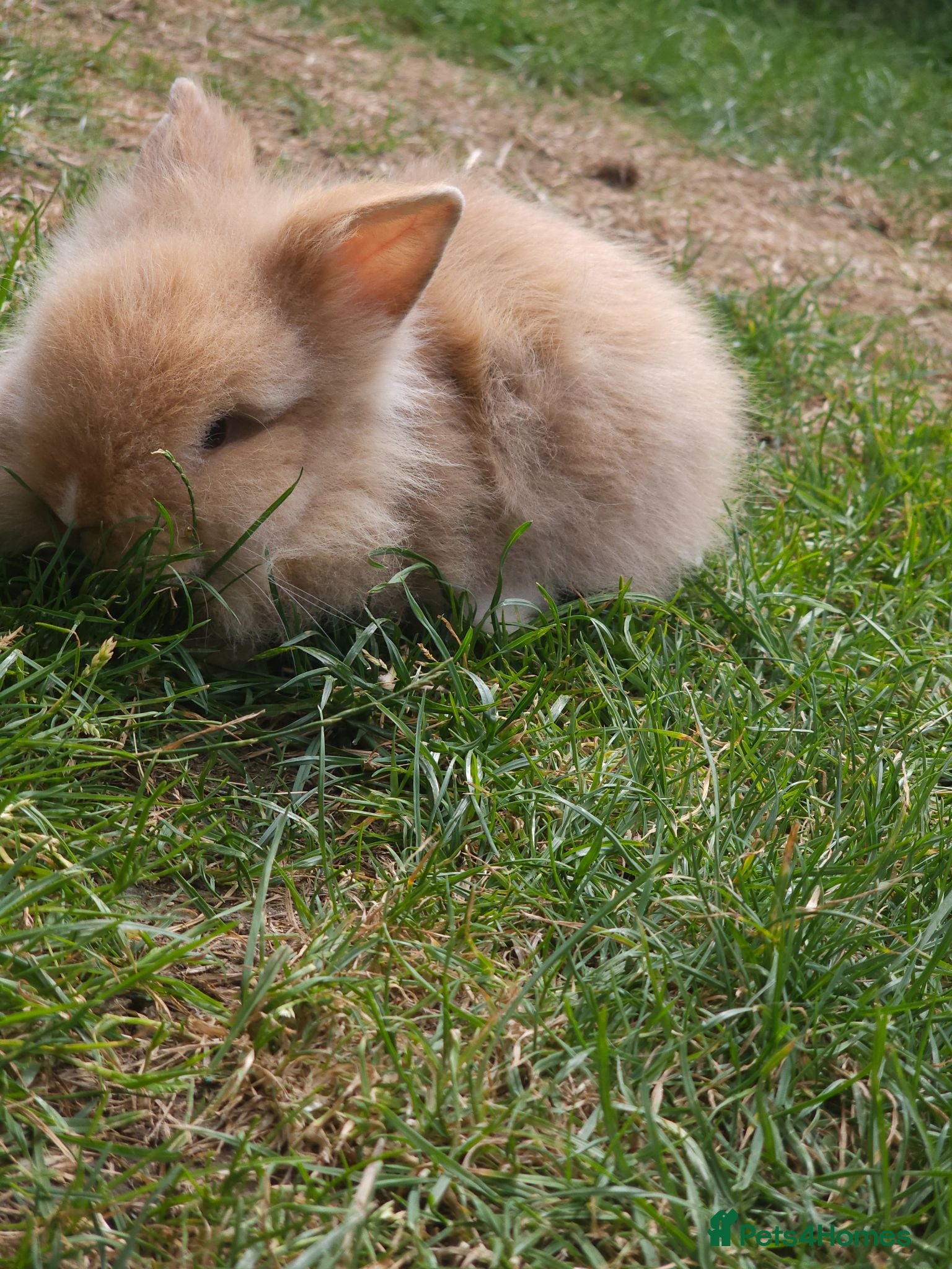 Lionhead rabbits Mini Lionhead Rabbit – Friendly 8-Week-Old Male - Advert 1