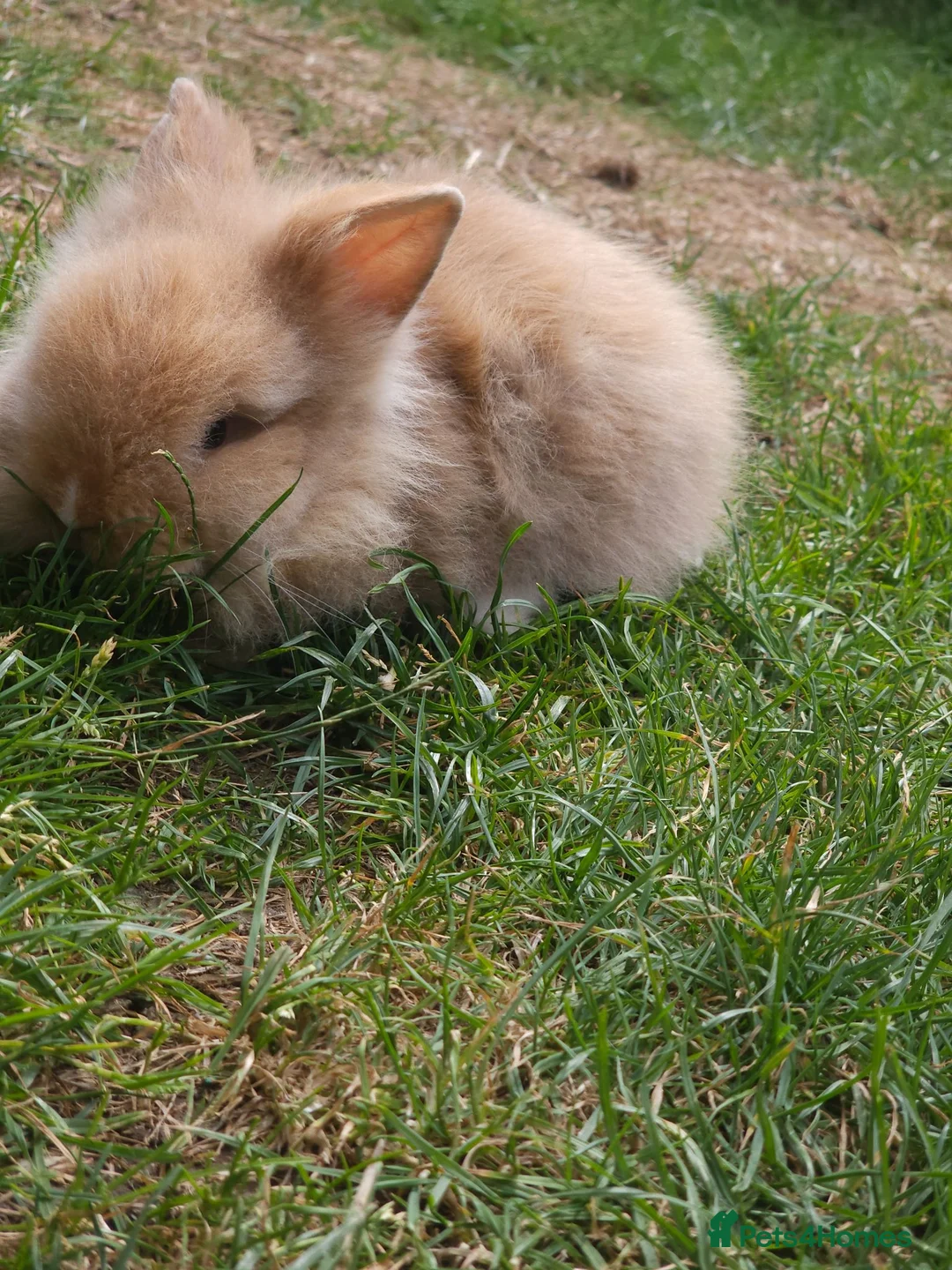 Lionhead rabbits for sale: Mini Lionhead Rabbit – Friendly 8-Week-Old Male - Advert 1