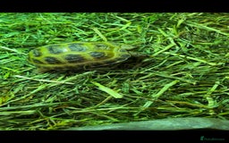 Tortoise reptiles for sale: Baby Horsefeild Tortoises  - Advert 2