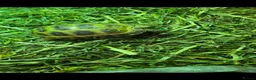 Tortoise reptiles for sale: Baby Horsefeild Tortoises. - Advert 2