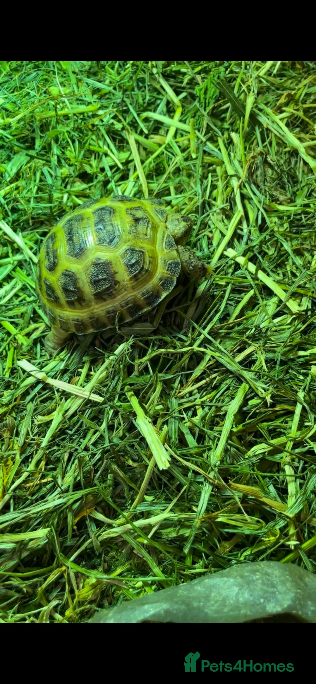 Tortoise reptiles for sale: Baby Horsefeild Tortoises. - Advert 2