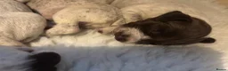 German Shorthaired Pointer dogs for sale: German shorthaired pointers puppies kc registered  in Uckfield - Advert 10