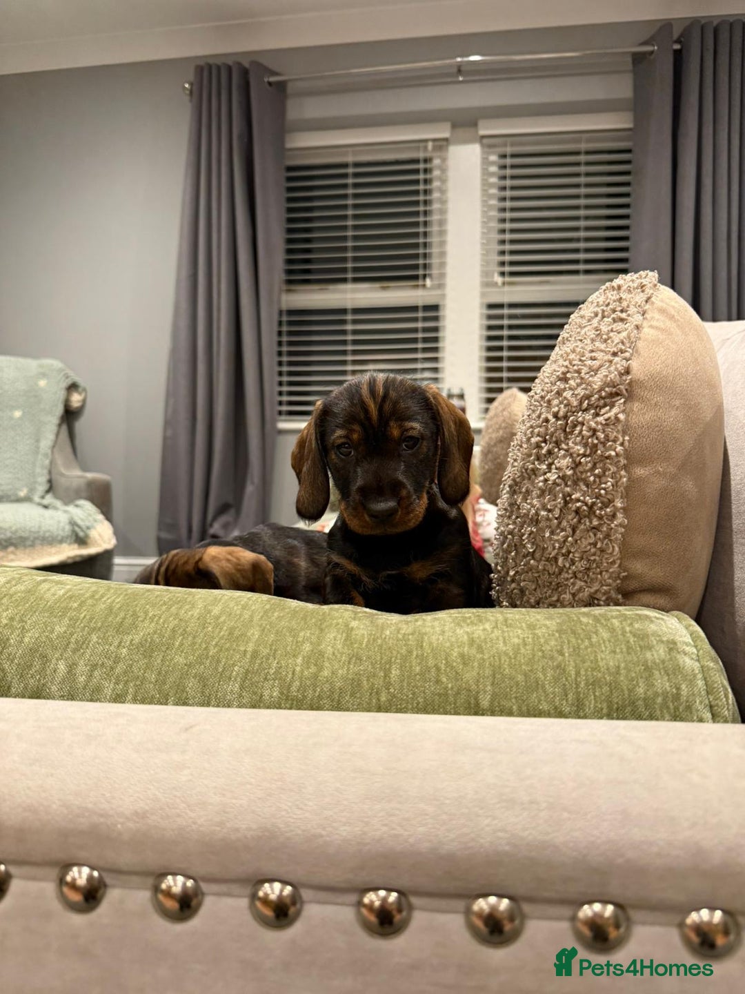 Dachshund dogs for sale: Dachshund puppies - Advert 7