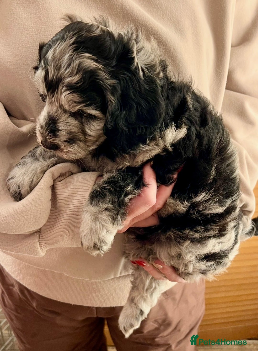 Labradoodle dogs for sale: F1b Labradoodles, Miniature Health tested parents - Advert 18