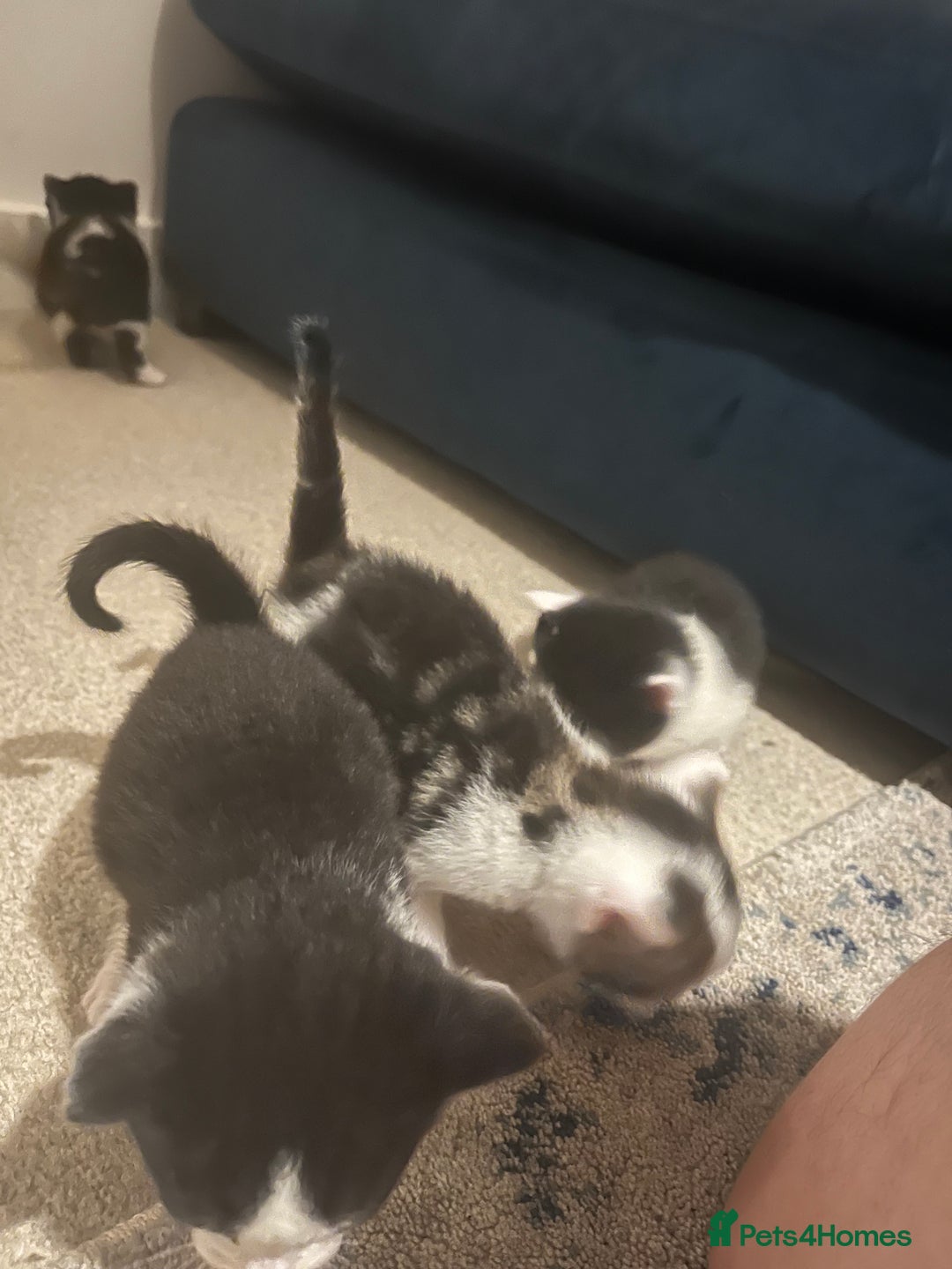 Mixed Breed cats for sale: Stunning playful kittens x 7  - Image 9