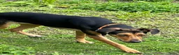 Mixed Breed dogs for adoption: Moca needs a loving home  - Advert 4
