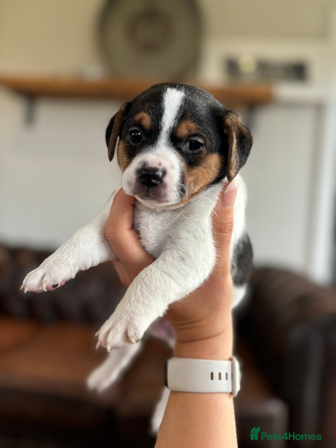 Jack Russell dogs for sale: Jack Russell puppies  - Advert 5