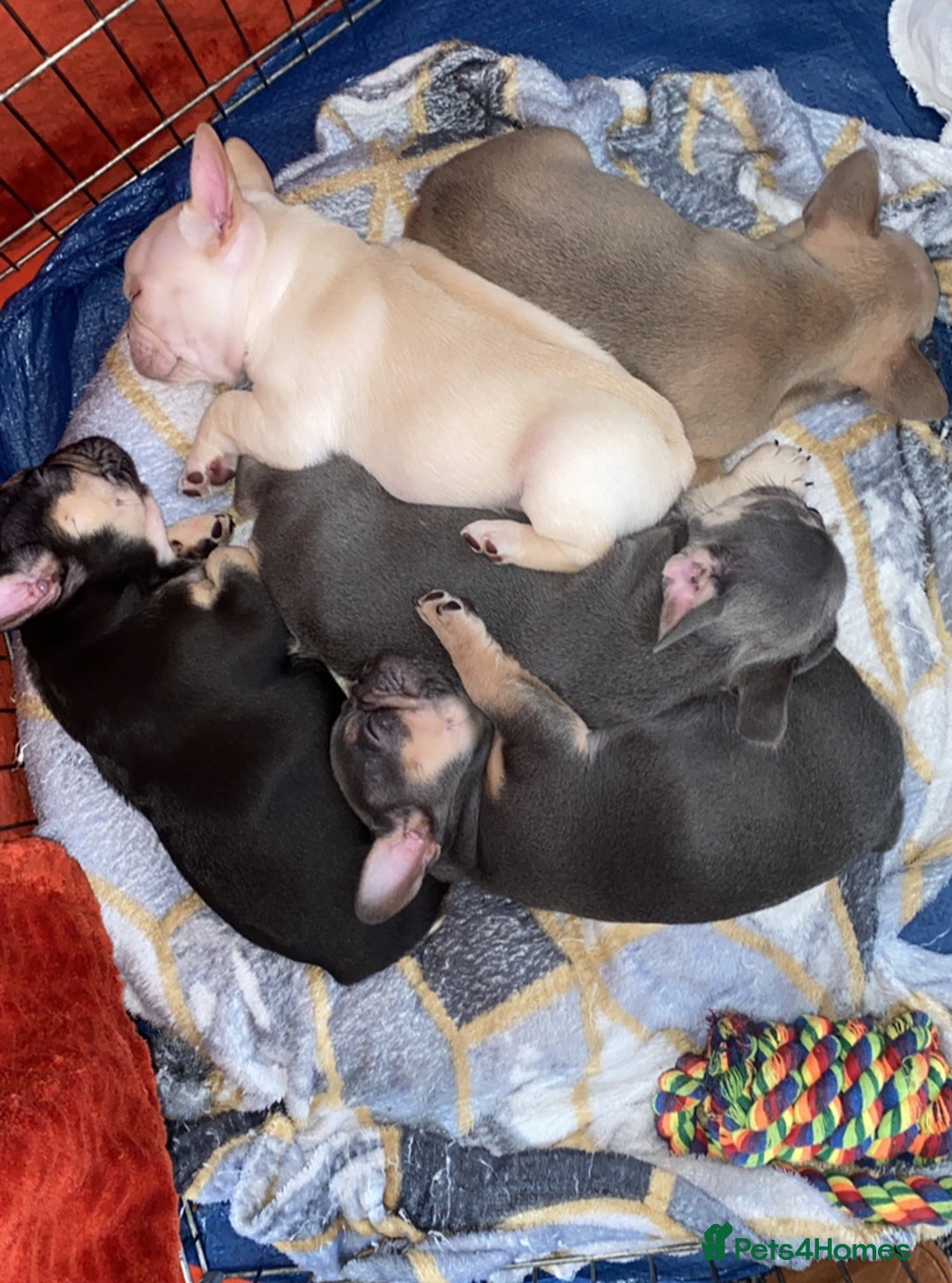 French Bulldog dogs for sale: Last French bulldog puppy - Image 3