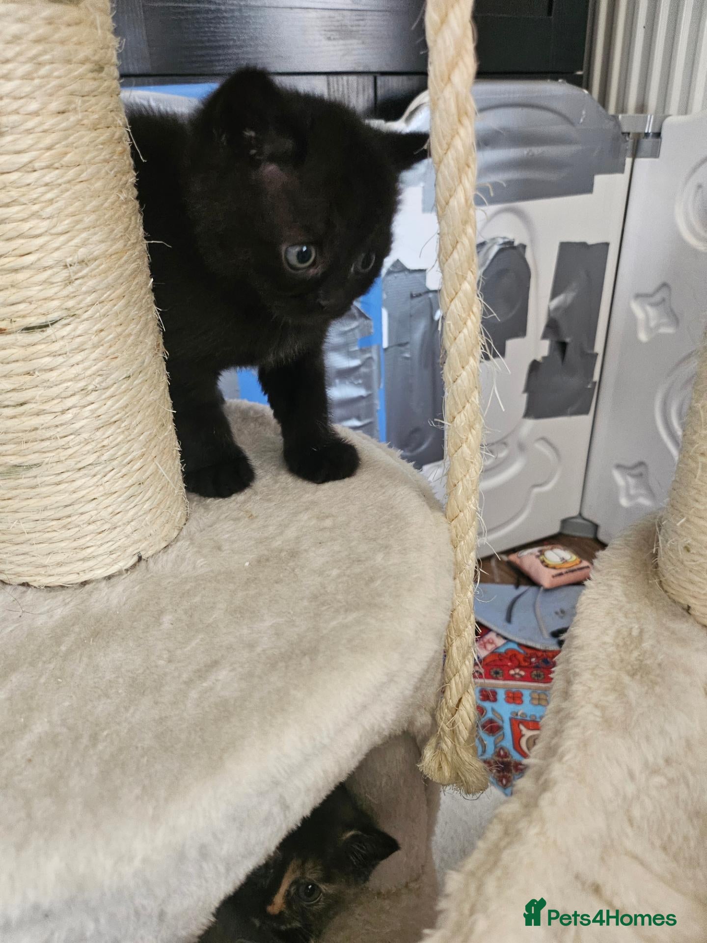 British Shorthair cats READY NOW 3 beautiful boys  - Advert 15