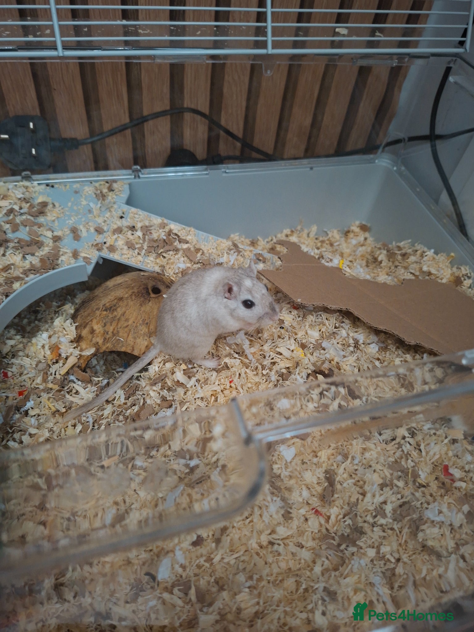 Gerbil rodents 2 beautiful gerbils need a loving home asap - Advert 3