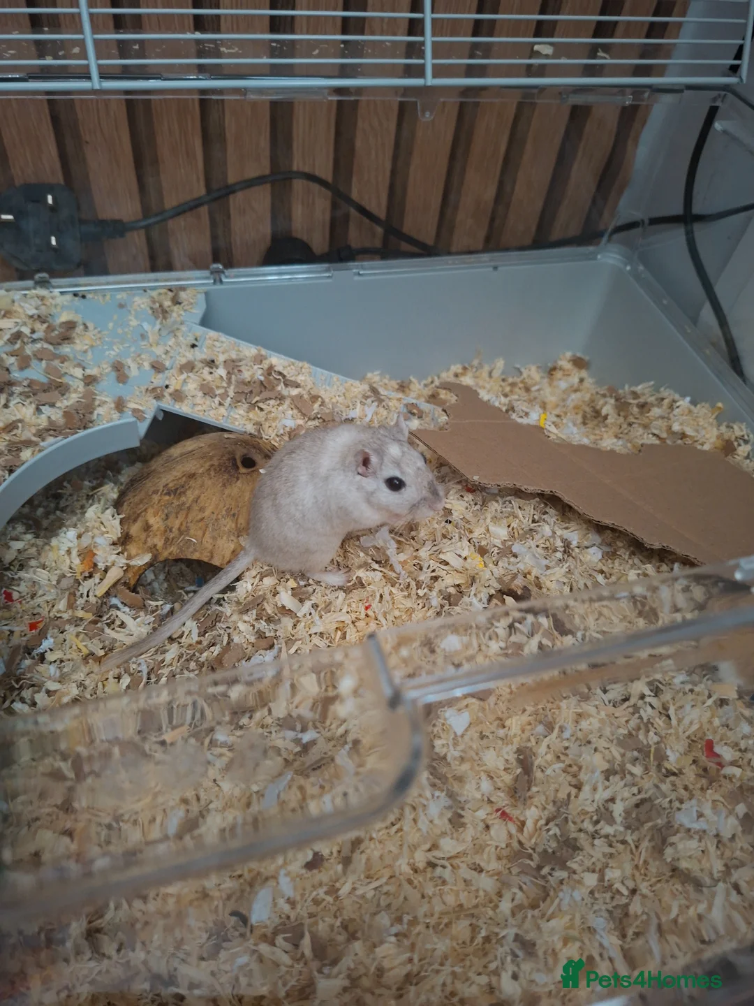 Gerbil rodents for sale: 2 beautiful gerbils need a loving home asap - Advert 1