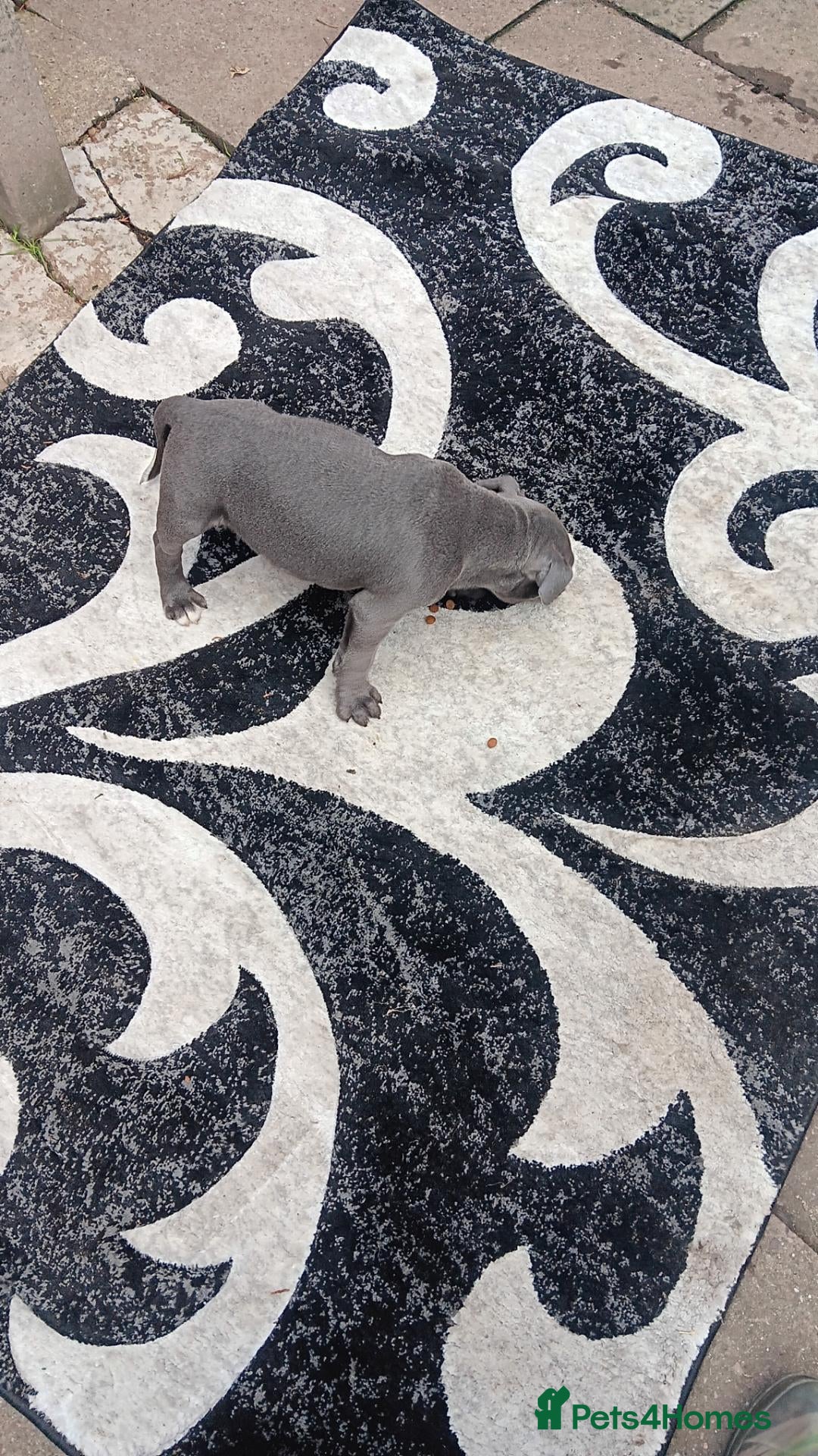 Staffordshire Bull Terrier dogs for sale: Staffie - Advert 2