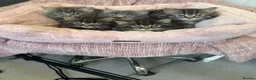 Maine Coon cats for sale: Maine coon x Persians kittens  - Advert 5