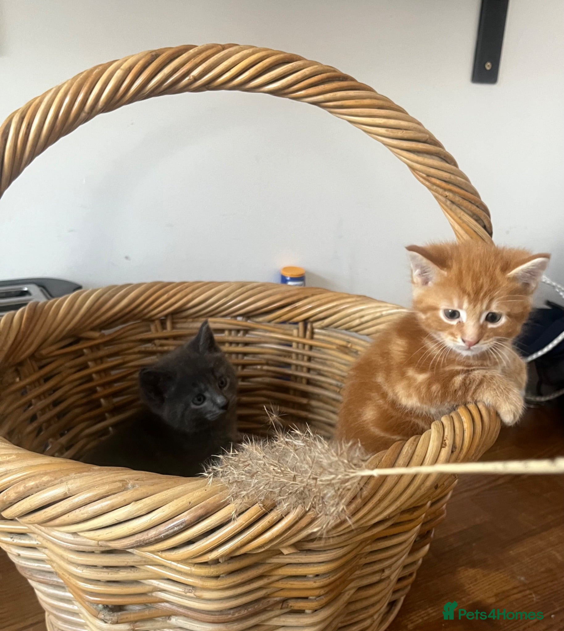 Mixed Breed cats for sale: 4Maine Coon Cross Male Kittens Need Loving Homes . - Advert 1