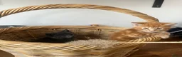 Mixed Breed cats for sale: 4Maine Coon Cross Male Kittens Need Loving Homes . - Advert 11
