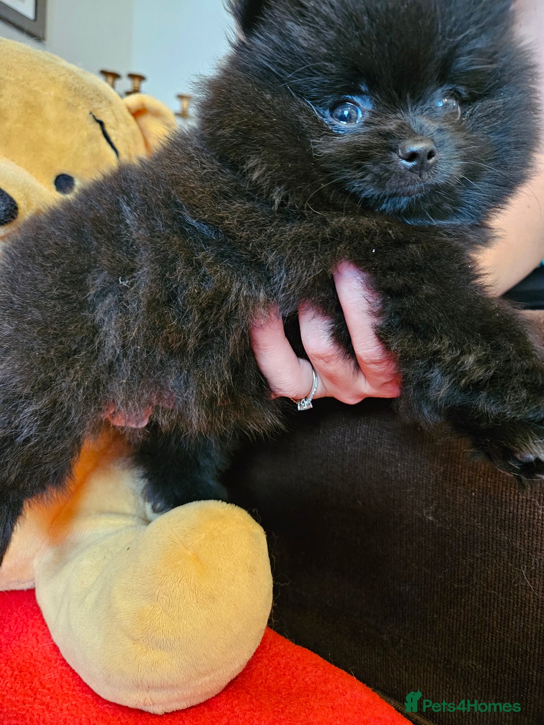 Pomeranian dogs for sale: 3 beautiful black pomeranian boys for sale  - Image 13