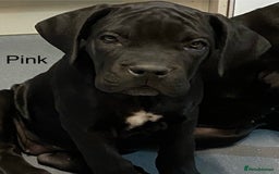 Cane Corso dogs for sale: Big Pure Cane Corso Puppies Ready Now!  - Image 17