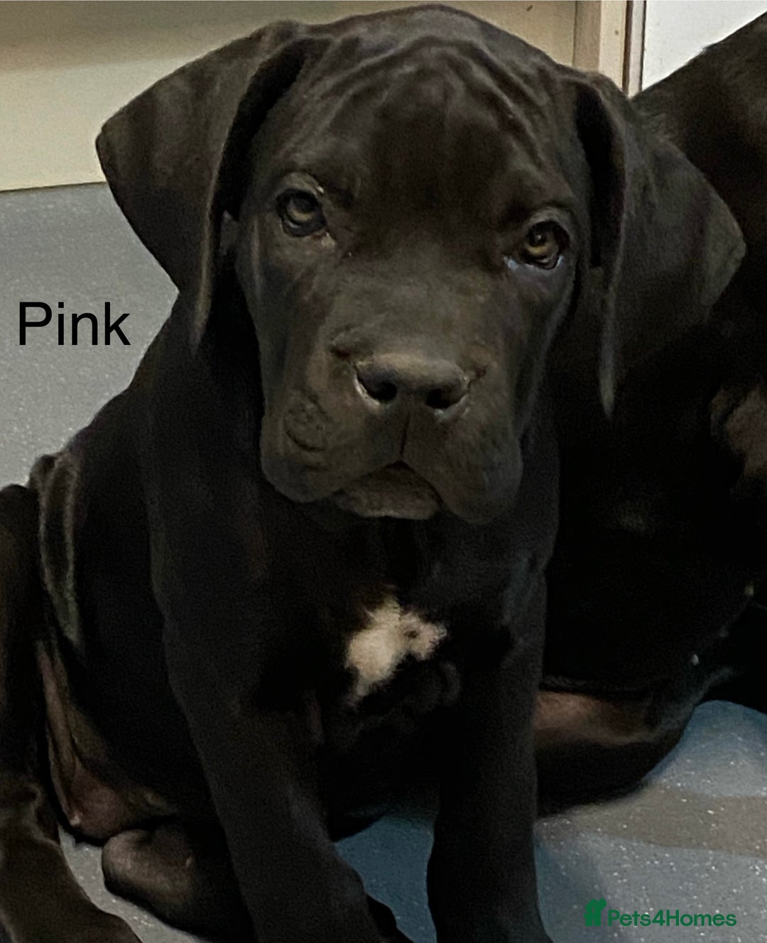 Cane Corso dogs for sale: Big Pure Cane Corso Puppies Ready Now!  - Image 17