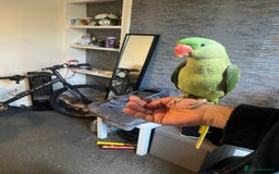 Parrots birds for sale: Alexandrine baby lovely Birds for family  - Image 1