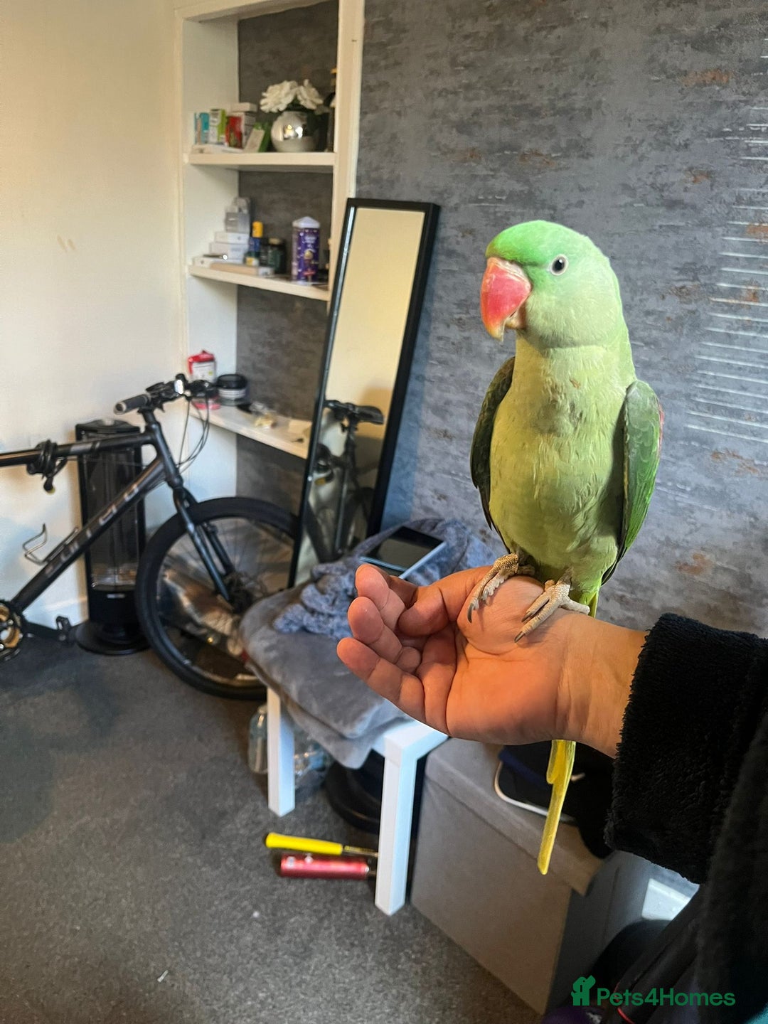 Parrots birds for sale: Alexandrine baby lovely Birds for family  - Image 1