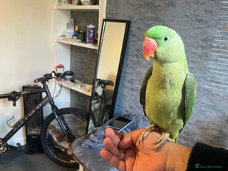 Parrots birds - Advert 6