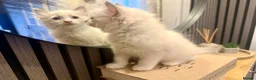 Ragdoll cats for sale: Purebreed Ragdoll kittens - Advert 16