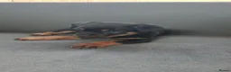 Rottweiler dogs for sale: Pure breed rottweiler puppies not KC reg - Advert 3