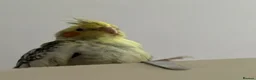 Cockatiels birds for sale: Female Cockatiel Looking for a Loving Home in Spalding - Advert 2