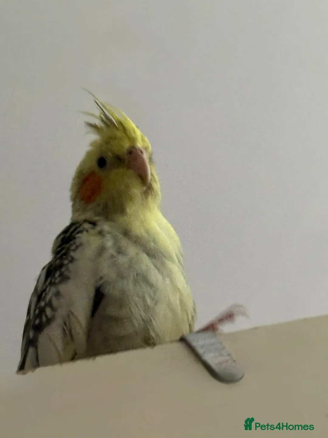 Cockatiels birds for sale: Female Cockatiel Looking for a Loving Home in Spalding - Advert 2