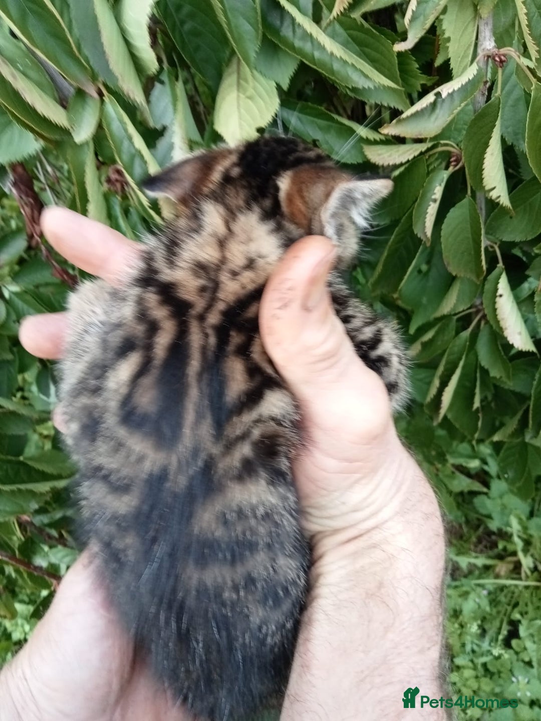 Mixed Breed cats for sale: 3/4 Bengal Kittens  - Image 8
