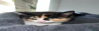 Mixed Breed Kitten 3