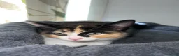 Mixed Breed cats for sale: 4 beautiful rag doll x kitten. 1 boy and 3 girls. - Advert 5