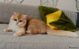 British Shorthair cats for sale: GCCFreg BSH & BLH Chocolate & Black Golden Kittens - Image 40