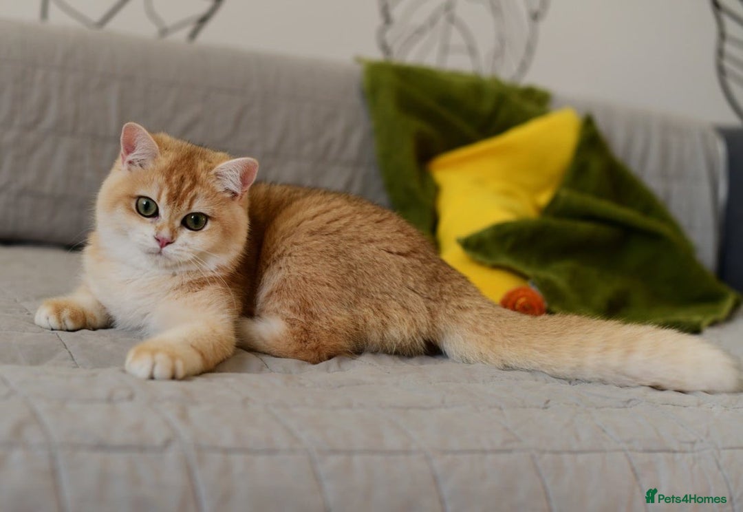 British Shorthair cats for sale: GCCFreg BSH & BLH Chocolate & Black Golden Kittens - Image 40