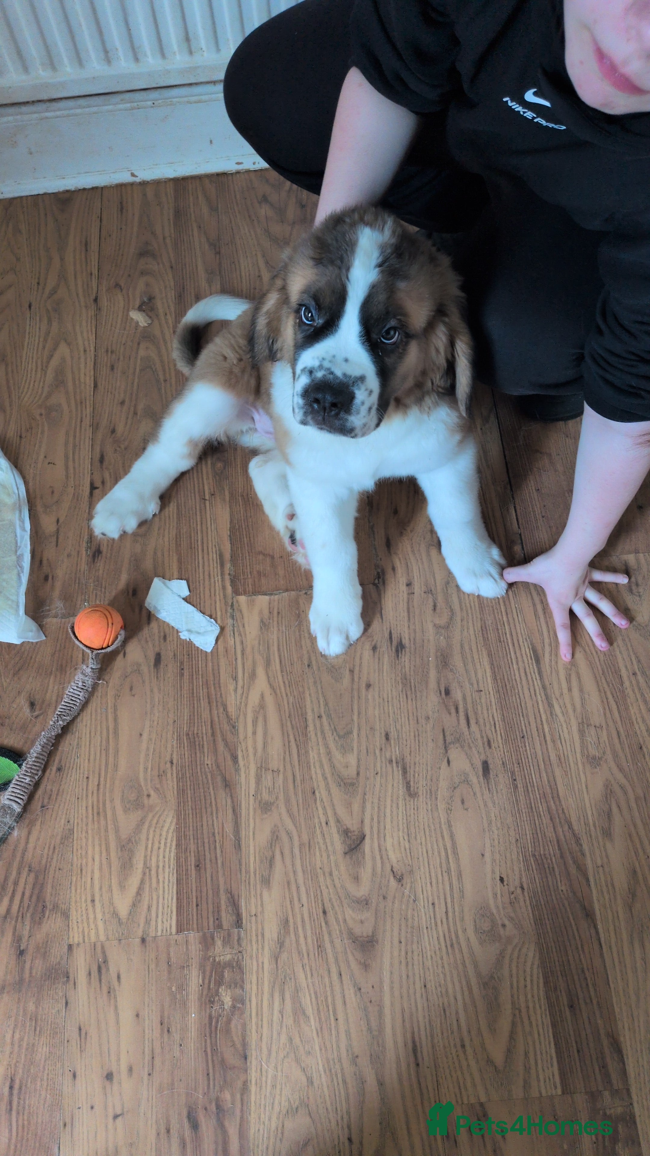 Saint Bernard dogs Saint Bernards KC registered, Hip and Elbow scored - Advert 2