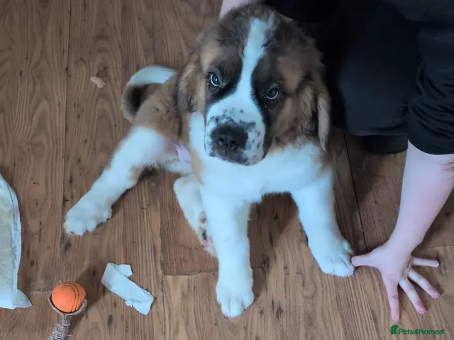 Saint Bernard dogs Saint Bernards KC registered, Hip and Elbow scored - Advert 2