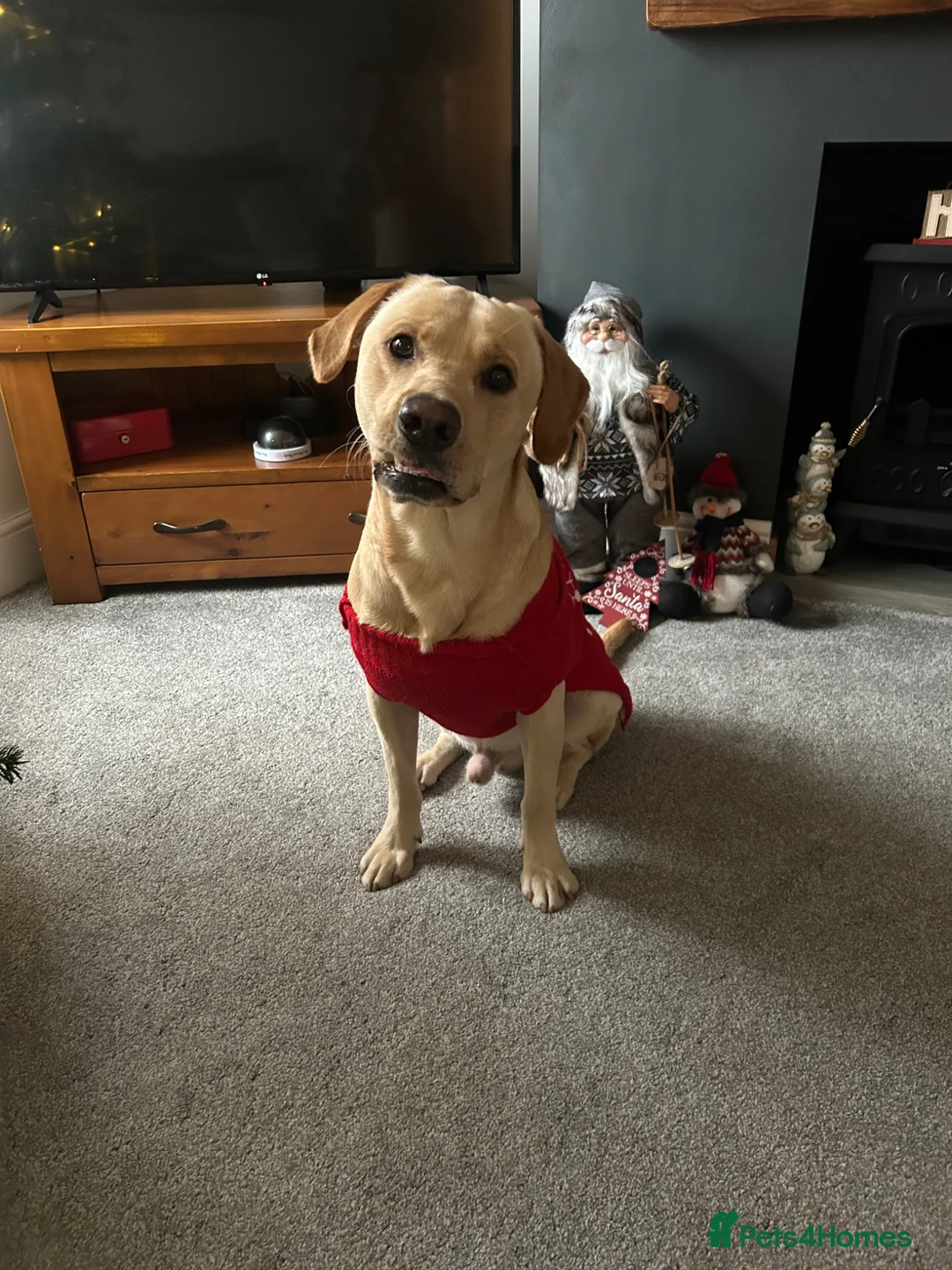 Labrador Retriever dogs for sale: Elliot the Labrador  - Advert 2
